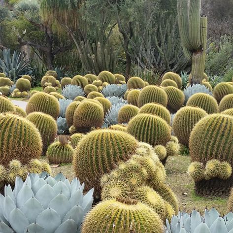 Yucca Landscaping, Succulents Types, Bonsai Fruit Tree, Desert Biome, Types Of Succulents Plants, Golden Barrel Cactus, Cactus Arrangement, Plant Combos, Cactus Seeds