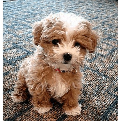 Teddy Bear Puppies for Sale in NY (Brooklyn) - Teacup Pups Bear Dog Breed, Dog Breeds That Dont Shed, Teddy Bear Puppies, Teddy Bear Dog, Maltipoo Puppy, Cavapoo Puppies, Dogs Breeds, Havanese Dogs, Bear Dog