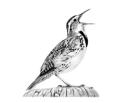 western meadowlark--oregon bird// part of my yoyo tattoo Western Animal Tattoo, Mocking Bird Tattoo Ideas, Western Meadowlark Tattoo, Swift Bird Tattoo Designs, Meadowlark Tattoo, Western Meadowlark Painting, Bird Line Drawing, Pheasant Hunting, Drawing Artist