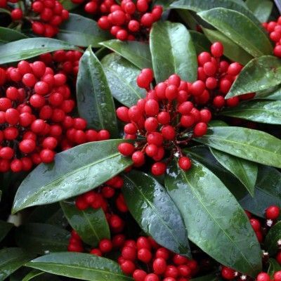 Skimmia Japonica, Winter Planting, Evergreen Garden, Plants For Garden, Winter Plants, Patio Plants, Moon Garden, Japanese Flowers, Evergreen Shrubs