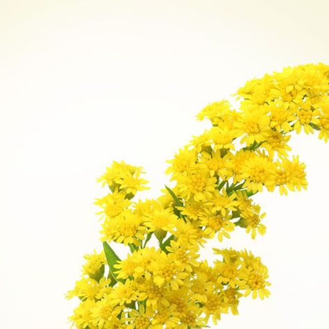 Marginpar on Instagram: "The stems of Solidago Carzan Glory are like rays of sunshine! ☀️
Wouldn't you agree?

This lush filler flower is a favourite for mixed bouquets, bringing vibrant golden-yellow hues to your summer arrangements.

How are you celebrating the season?

#Solidago #summerflowers" Summer Arrangements, Rays Of Sunshine, Yellow Hues, Golden Yellow, Summer Flowers, Bouquets, Lush, Bring It On, Yellow