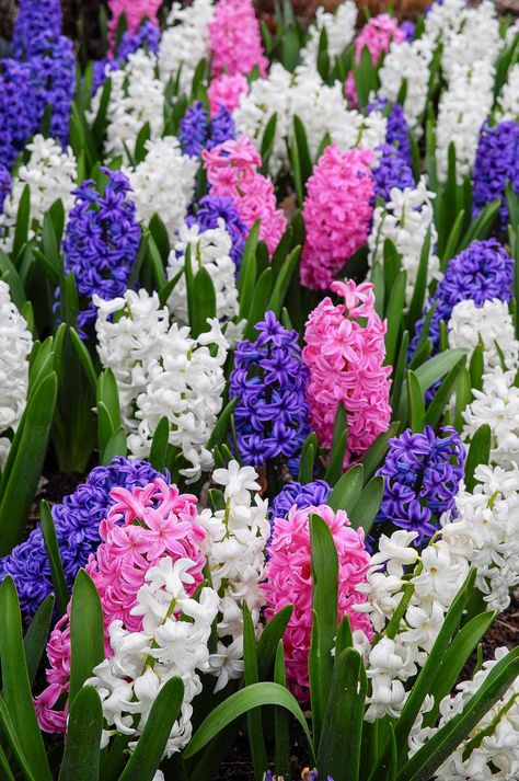 Hyacinth Bulbs | Item # 4057 Saints Parade | For Sale - Colorblends® Hyacinth Wallpaper Iphone, Hyacinth Bulbs, Hyacinth Plant, Spring Blooming Flowers, Paper Flower Wedding, Hyacinth Flower, Front Yard Plants, Bouquet Paper, Flower Paint