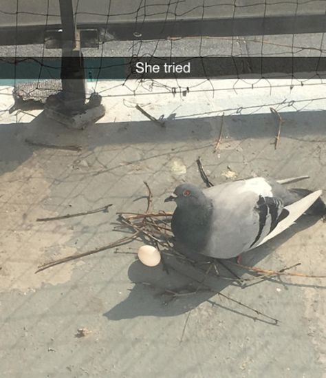 The Best Funny Pictures Of Today's Internet  #funny #pictures #photos #pics #humor #comedy #hilarious #joke #jokes #animals #bird #birds #pigeon #pigeons Bird Meme, Cute Pigeon, Funny Birds, Silly Animals, Cute Birds, Funny Animal Pictures, Really Funny Pictures, Best Funny Pictures, Animal Memes