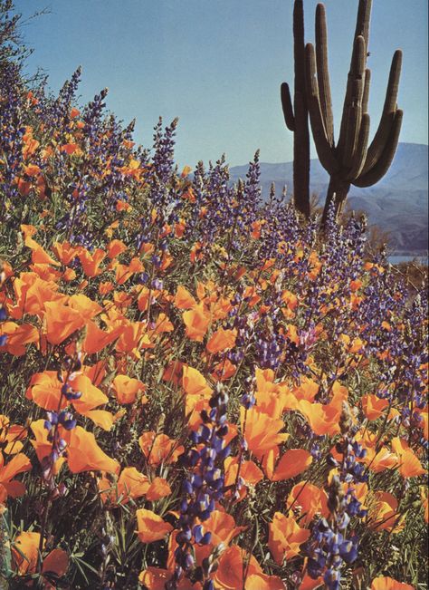 Magazine Flowers, Desert Inspo, Colorado Resorts, Desert Dweller, Utah Parks, Poster Competition, Saguaro National Park, 70s Photos, Arizona Landscape