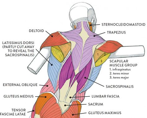 Body Muscle Anatomy, Muscles Anatomy, Muscles Of The Neck, Human Muscle Anatomy, Anatomy Images, Basic Anatomy And Physiology, Yoga Anatomy, Anatomy Tutorial, Human Body Anatomy