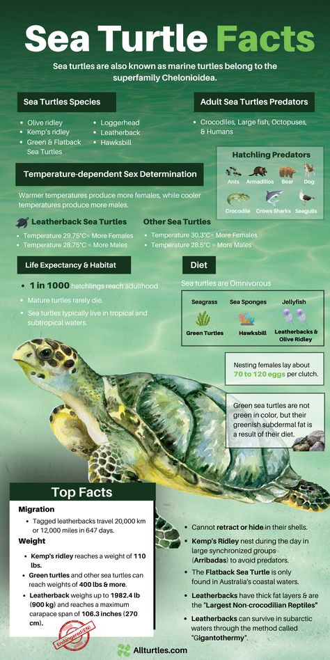 Sea Animal Facts, Zoology Aesthetic Notes, Sea Turtles Drawing, Marine Biology Facts, Marine Biology Quotes, Marine Biology Aesthetic Notes Sea Turtles, Marine Biologist Notes, Sea Turtle Poster Project, Marine Biology Aesthetic Notes