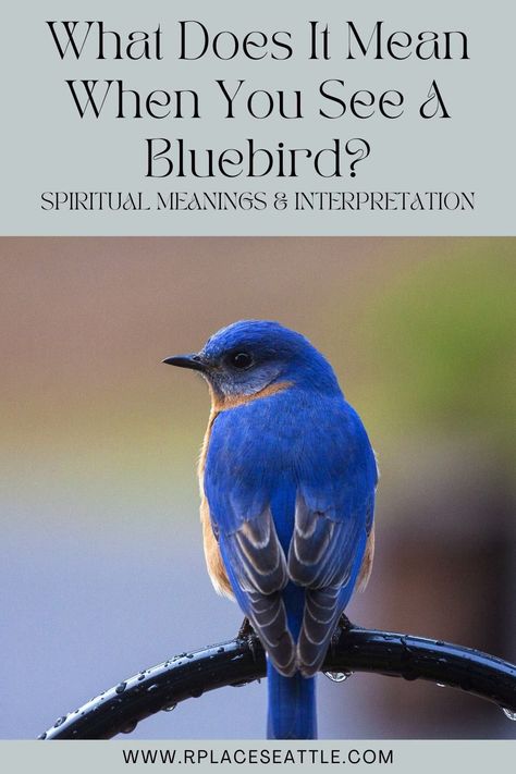 What Does It Mean When You See A Bluebird? (Spiritual Meanings & Interpretation) Blue Bird Meaning, Bluebird Tattoo Meaning, Bluebird Meaning, Blue Butterfly Symbolism Meaning, Blue Bird Spiritual Meaning, Seeing A Blue Jay Meaning, Blue Jay Meaning, Spiritual Meaning Of Blue Jays, Bluebird Symbolism