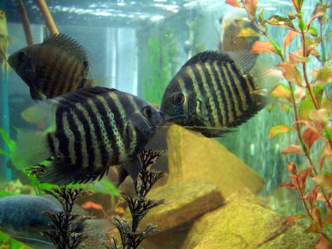 South American Cichlid Species for Beginners South American Cichlid Tank, American Cichlid, South American Cichlids, Cichlid Aquarium, Pet Fish, Top Five, Planted Aquarium, South American, Aquariums