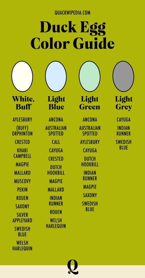 Duck Eggs Vs Chicken Eggs, Duck Breeds For Eggs, Cayuga Duck Eggs, Raising Ducks For Eggs, Duck Breeds Chart, Egg Anatomy, Ancona Ducks, Color Eggs, Types Of Ducks