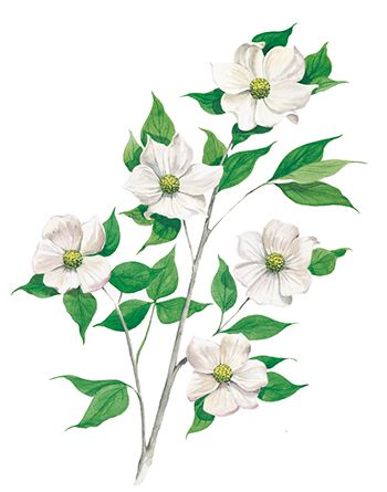 Dogwood Flower Tattoo, Dogwood Flower Tattoos, Pacific Dogwood, Outdoor Tattoo, Union Flag, Dogwood Flower, Dogwood Flowers, Hand Embroidery Pattern, Coat Of Arms