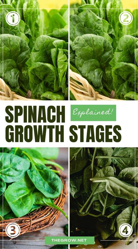 Growing spinach is a rewarding process that allows you to witness the full cycle of life, from a tiny seed to lush, harvest-ready leaves. Strawberry Companion Plants, Pepper Companion Plants, Tomato Companion Plants, Vegetables List, Fruits And Vegetables List, Growing Spinach, Spinach Seeds, Gardening Zones, Grow Food