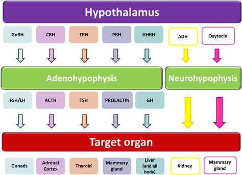 Chart On Endocrine System Hormones The Endocrine Glands In The Dog From The Cell To Hormone Energetic Anatomy, Endocrine System Hormones, Endocrine System Nursing, Endocrine Hormones, Endocrine Glands, Anterior Pituitary, Clinical Chemistry, Study Stuff, Medical Lab