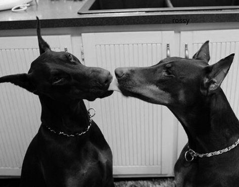 Two Dobermans Aesthetic, Dobermans Aesthetic, Onyx Aesthetic, Doberman Aesthetic, Racing Dogs, Pet Spaces, Doberman Dogs, Black And White Dog, Puppies And Kitties