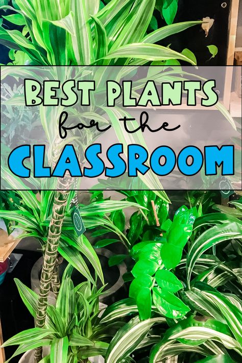 Ecosystem Theme Classroom, Planting In Classroom, Plants In The Classroom Decor, Garden In Classroom, Plant Bulliten Board Ideas, Plant Classroom Decor Themes, Classroom Decor With Plants, Plants In Preschool Classroom, Plants For Preschool Classroom