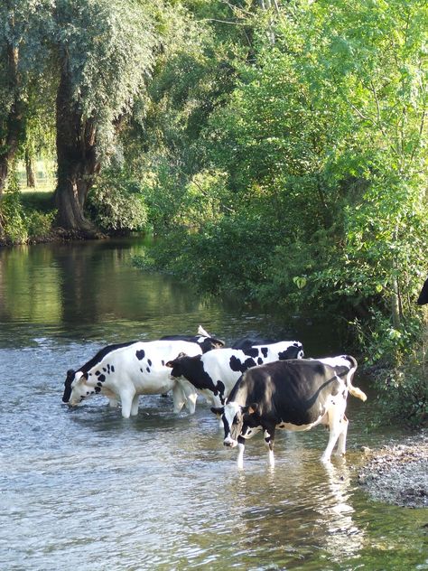 Vakantie......oei, ze kwamen wel heel dicht bij! Sharon Santoni, I Love Cows, My French Country Home, Dairy Cattle, Swimming Hole, Texas Country, Dairy Cows, Country Scenes, Dairy Farms