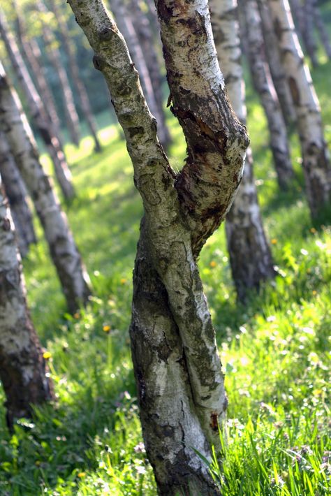 Birch, Intertwined, Tree, Forest, Park, Landscape Intertwined Trees, Painting Thoughts, Park Landscape, Travel Budget, Tree Free, Forest Park, Tree Forest, Tree Tattoo, Photo Tree