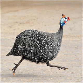 guinea fowl | me*voilà - away in October | Flickr Fowl Inktober, Guinea Fowl Art, Guinea Hens, South African Birds, Creature Fantasy, Guinea Fowl, Exotic Birds, Arte Animal, Pretty Birds