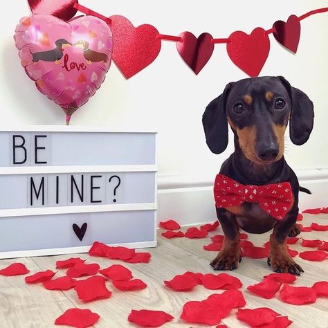 Valentines Day Puppy Pictures, Weiner Dog Photoshoot, Pet Valentines Photography, Puppy Valentines Pictures, Valentine’s Day Dog Photo Shoot, Valentines Dog Photoshoot, Dog Valentine Photos, Dog Valentines Day Photoshoot, Valentine’s Day Pictures