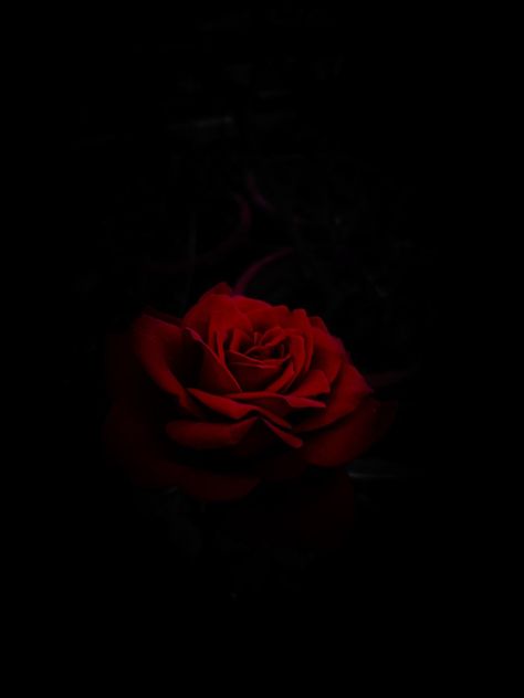 its a picture for rose...clicked very beautifully...one can use as decent wallpaper Red Rose Black Background, Clip Art Frames Borders, Decent Wallpapers, Red Roses Wallpaper, Dark Red Roses, Eclipse Solar, Single Red Rose, Rose Vines, Rosé Aesthetic