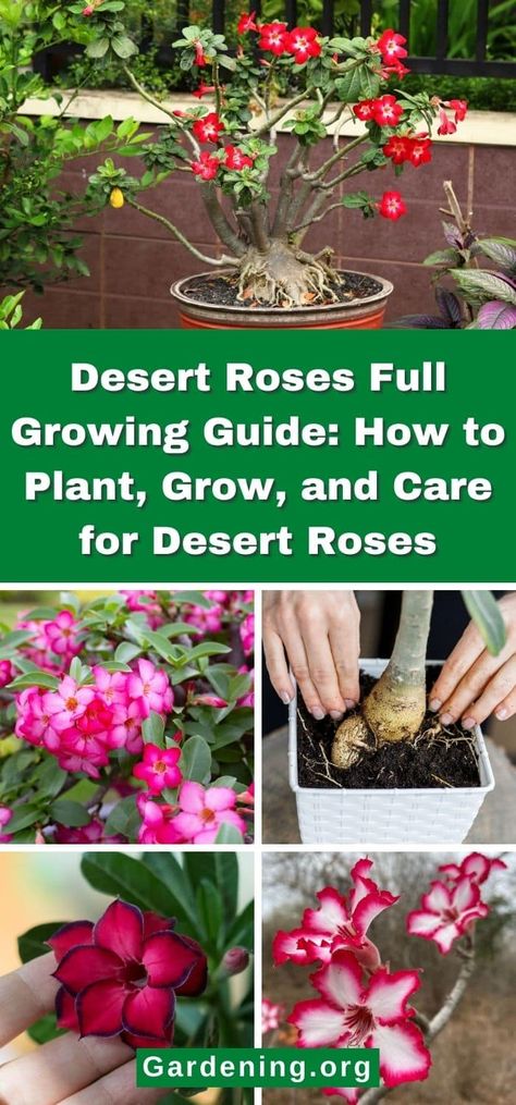 Desert Roses Full Growing Guide: How to Plant, Grow, and Care for Desert Roses Desert Rose Garden Ideas, How To Care For Desert Rose Plant, Desert Rose Tattoo, Dessert Rose Plant, Desert Rose Care, Best Potted Plants, Diy Fertilizer, Tropical Backyard Landscaping, Dessert Rose