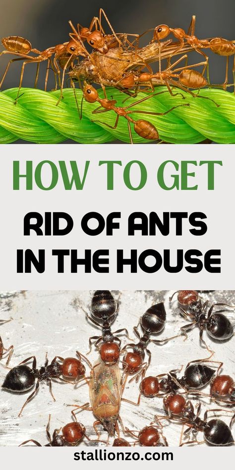 Image illustrating natural ways to get rid of ants in the house. Home Remedies For Ants, Ant Remedies, Ant Removal, Types Of Ants, How To Get Rid Of Gnats, Tiny Ants, Ant Repellent, Ant Problem, Ants In House