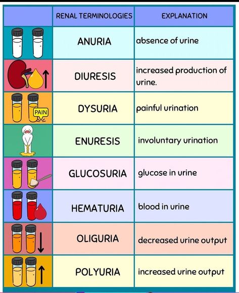 Renal Physiology Notes, Urine Analysis Cheat Sheet, Renal System Nursing, Urinary Elimination Nursing School, Sympathetic Vs Parasympathetic, Iga Nephropathy, Med Doctor, Renal System, Nursing School Studying Cheat Sheets