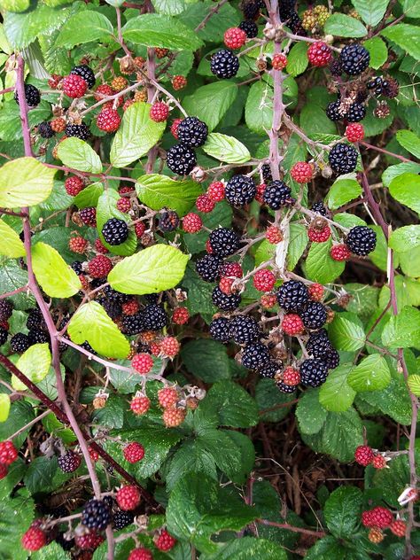 Blackberry Bramble, Blackberry Plants, Stick Insect, Fall Fruits, Bramble, Food Forest, Free Plants, Exotic Fruit, Little Garden