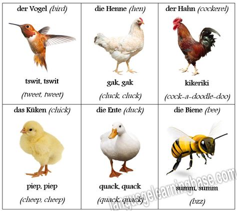 Animal Sounds in German With English Translations - learn German,german,animals,sounds,vocabulary German Animals, Animals And Their Sounds, Sounds In English, German Lessons, German Learning, Study German, Alphabet Worksheets Kindergarten, Learning German, Flashcards For Kids