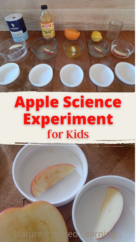 Wondering how to stop your apply slices from browning? This fun science experiment for kids lets them explore apple oxidation. Dip apple slices in different liquids to see how well they keep the apple from turning brown. Full for kids... How To Prevent Apples From Browning, Apple Science Experiments, Apple Science, Science Fair Experiments, Elementary Science Activities, Science Experiment For Kids, Experiment For Kids, Apple Activities, Homeschooling Resources