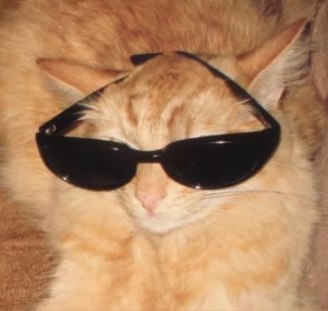 Blank Picture, Cat Wearing Sunglasses, Cat With Sunglasses, Aviators Sunglasses, Ray Ban Sunglasses Wayfarer, Ray Ban Sunglasses Outlet, Cat Sunglasses, Orange Tabby Cats, Wearing Sunglasses