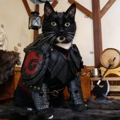 Cat Armor, Dragon Day, Cat Cosplay, Dragon Costume, Crochet Cat Pattern, Battle Armor, Cat Model, Funny Cat Pictures, Silly Cats