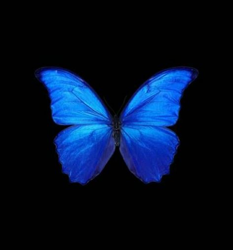 💙🦋 Your Profile, Highlight Covers, Blue Butterfly, Make Your, Wallpapers, Blue, Instagram, Color