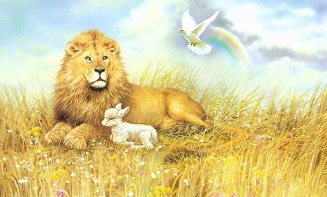 Lion, lamb and dove Home Bible Study, John 1 29, Behold The Lamb Of God, Best Quotes Wallpapers, Seven Seals, The Lion And The Lamb, Lion And The Lamb, Lion Lamb, Rainbow Lion