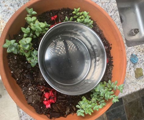 Succulent Dog Water Bowl, Dog Water Bowl Planter, Dog Water Bowl Mess, Dog Water Bowl Garden, Dog Water Bowl, Pet Water Bowl, Clothes Hacks, Animal Ideas, Dog Water Bowls