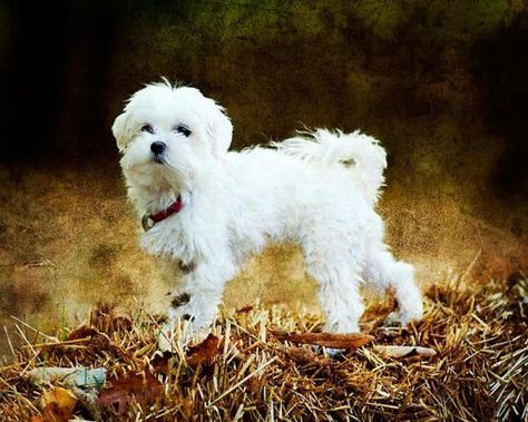 Comment couper les poils d'un Bichon maltais - 5 étapes Maltese Dogs Haircuts, Dog Haircuts, Maltese Dog, Best Puppies, Dog Facts, Maltese Puppy, Maltese Dogs, American Bully, Puppy Dogs