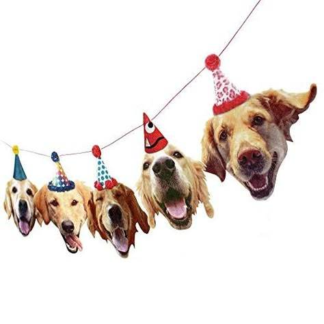 Golden Retriever Birthday, Dogs Birthday, Golden Retriever Owner, Labrador Funny, Golden Retriever Funny, Birthday Garland, Dog Birthday Cake, Dog Birthday Party, Face Portrait