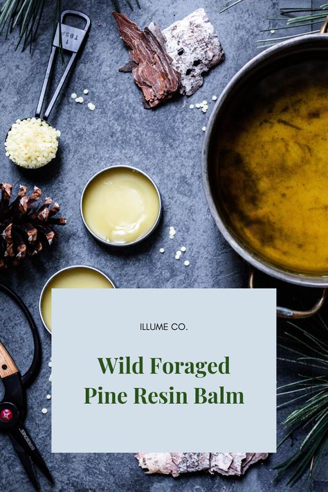 Forest Foraging, Herbal Salve Recipes, Medicinal Wild Plants, Food Foraging, Diy Medicine, Pine Resin, Balm Recipe, Beeswax Wrap, Salve Recipes