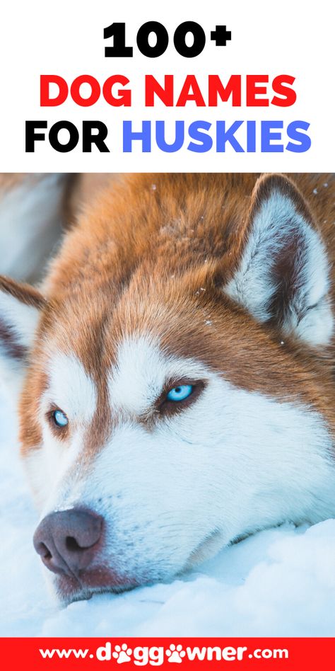 So you're getting an adorable new Siberian Husky and it's time for a new name. Below is a list of 100+ Husky names separated by gender. #husky #dognames #dogname Girl Husky Names, Husky Names Male, Husky Puppy Names, Boy Puppy Names, Husky Dog Names, Alaskan Dog, Husky Names, Red Husky, Best Dog Names