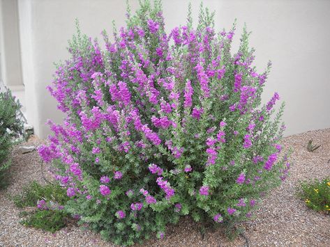 Leucophyllum Frutescens, Garden Shrubs Evergreen, Small Garden Shrubs, Texas Gardens, Texas Sage, Texas Landscaping, Garden Front Of House, Texas Plants, Texas Ranger