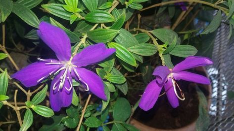 Growing up to 15 feet, these plants, also known as Princess flowers, or Begum Bahar (Hindi). They are most commonly found in vivid dashes of purple. These plants are around 3 meters in diameter and almost fluorescent at night. Flowering Plants In India, Indian Plants, Climber Plants, Jasmine Plant, Yellow Hibiscus, Garden Containers, Colorful Plants, Flowering Plants, Desert Rose