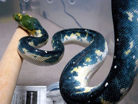 Danger Noodles, Cool Snakes, Pretty Snakes, Yellow Snake, Cute Reptiles, Cute Snake, Pet Snake, Beautiful Snakes, Reptile Snakes