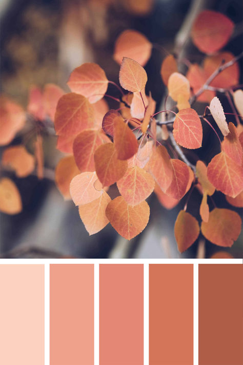 A cozy fall color palette inspired by autum leaves, includiing shades of peach, terra cotta and burnt orange. Leaves Color Palette, Terracotta Color Palette, Autumn Leaf Color, Pantone Colour Palettes, Terracotta Color, Orange Color Palettes, Living Room Orange, Brand Color Palette, Fall Color Palette