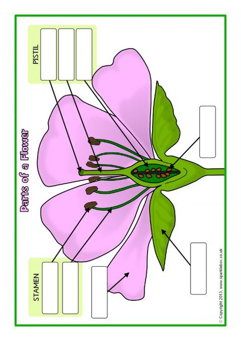 Parts of a Plant and Flower Posters/Worksheets (SB1317) - SparkleBox Teaching Plants, Plant Lessons, Biology Plants, Flower Posters, Plants Unit, Plant Activities, 4th Grade Science, 6th Grade Science, Biology Lessons