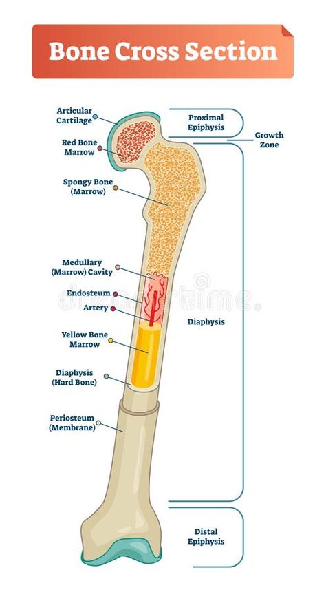 Vector illustration scheme of bone cross section. Diagram with articular cartilage, marrow, medullary cavity and periosteum.. Illustration about educational, diaphysis - 120316017 Anatomy Structure, Radiography Student, Bone Anatomy, Anatomy Education, Body Science, Human Body Science, Human Body Facts, Basic Anatomy And Physiology, Human Body Anatomy