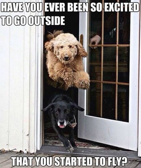 16 Fresh Animal Memes To Put An Instant Smile On Your Face Happy Friday Meme, Excited Dog, Friday Meme, Funny Friday Memes, Leaving Work, Husky Funny, Dog Quotes Funny, Funny Dog Memes, Friday Afternoon