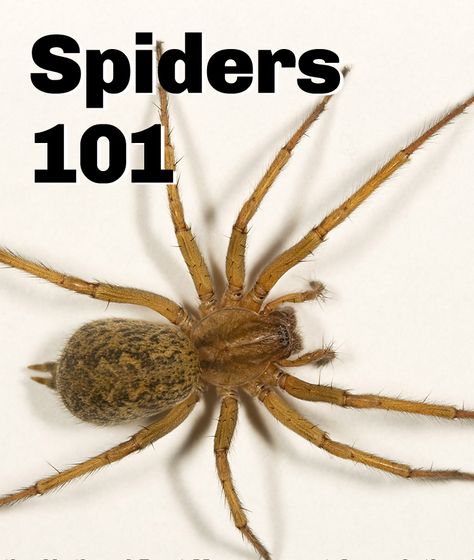 A guide to identifying common #spider species Spider Prevention, Spider Infestation, Spider Identification, Hobo Spider, Common Spiders, Spider Fact, Spider Control, Brown Recluse Spider, Recluse Spider