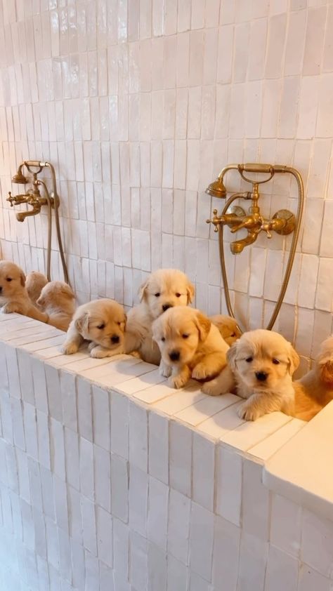 Instagram • Direct Puppy Bath, Cute Small Dogs, The Greatest Gift, Aesthetic Cat, Cute Animals Puppies, Very Cute Dogs, Live Animals, Cute Cat Wallpaper, Dog Bath