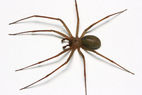 Control of Brown Recluse Spiders - Insects in the City Brown Recluse Tattoo, Recluse Spider Bite, Spider Control, Recluse Spider, Brown Recluse Spider, Spider Fact, Venomous Animals, Brown Recluse, Spider Venom