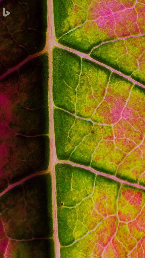 Leaf Up Close, Close Up Objects Photography, Leaves Close Up Photography, Biomorphic Pattern, Texture Close Up, Nature Abstract Photography, Close Up Plant Photography, Patterns In Nature Artwork, Nature Art Reference