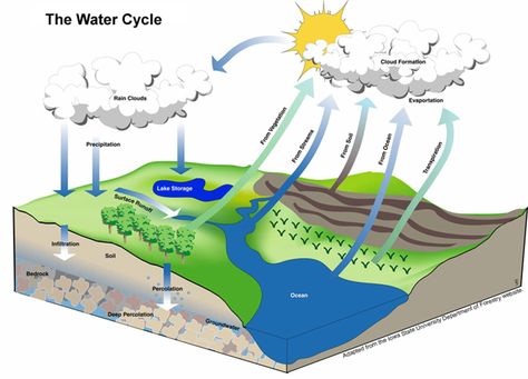 The Water Cycle 2 Hydrological Cycle, Carnivorous Animals, Permaculture Design Course, Water Cycle, Rain Clouds, Class Design, Sea Waves, Study Guide, Marine Life